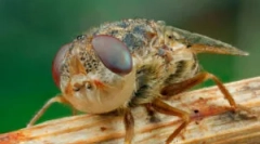 Vodeni: opis i opasnost za čovjeka